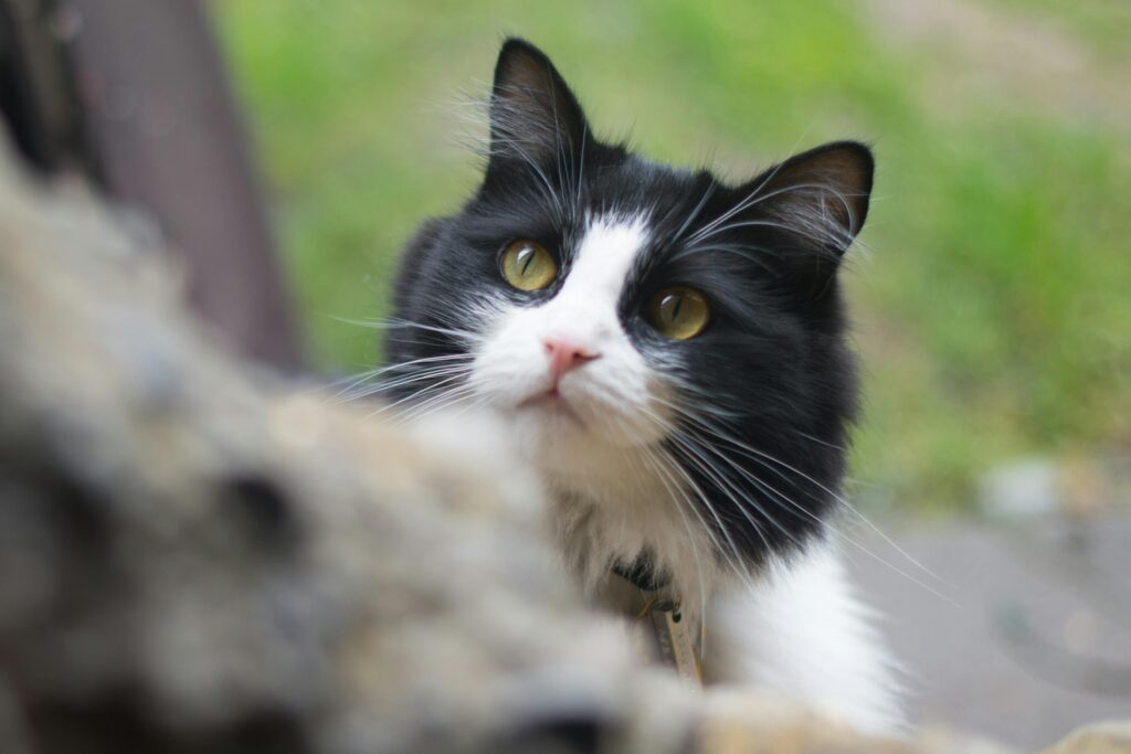 Charming black and white kitten with striking eyes, peeking curiously outdoors.