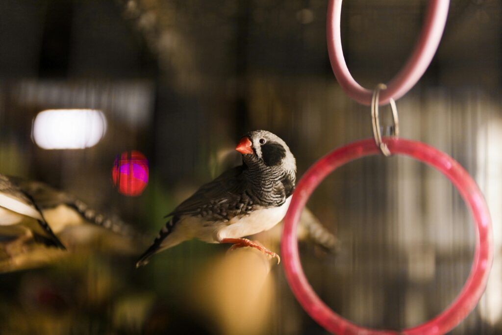 A zebra finch perched in its cage with a decorative pink hoop.
