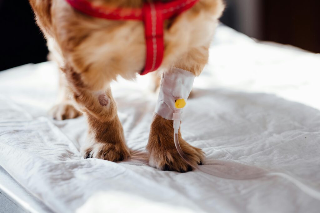 A small dog with an IV is receiving treatment at a vet clinic, focusing on its paws.